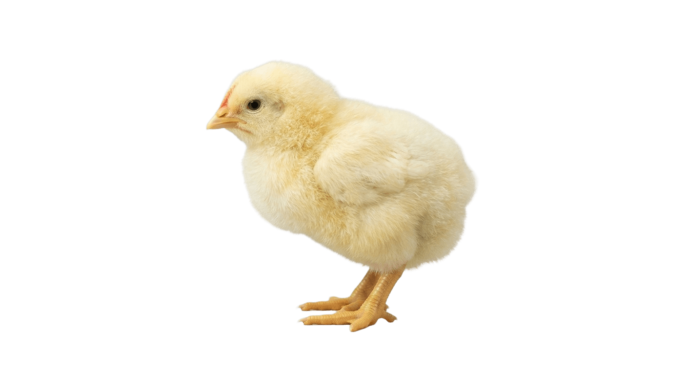 Broiler Chicks